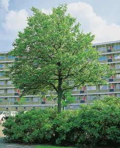 Skogslind 'Tillia Cordata'