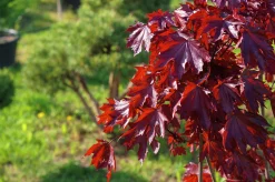 Skogslönn 'Royal Red' Stamhöjd ca 80-90cm