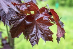 Skogslönn 'Royal Red' Stamhöjd ca 80-90cm