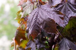 Skogslönn 'Royal Red' Stamhöjd ca 80-90cm