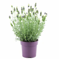 Skärmlavendel Anouk Collection 15cm kruka