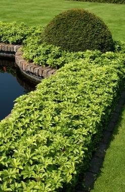 Skuggröna 'Green Carpet'