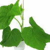 Slanggurka lat. Cucumis sativus 'Candy'