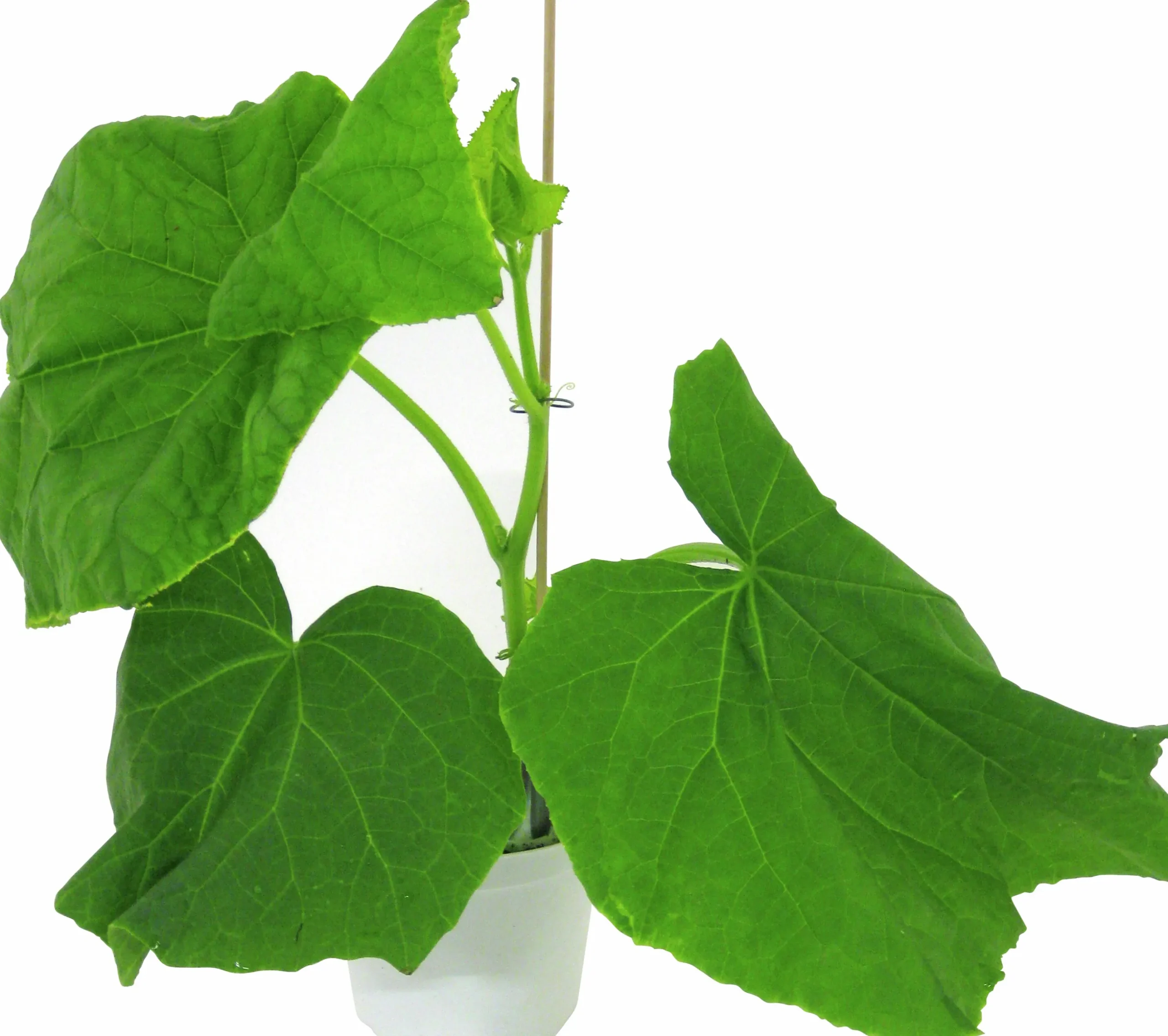 Slanggurka lat. Cucumis sativus 'Candy'