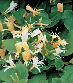 Slingertry 'Hall's Prolific'