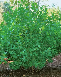 Slånaronia 'Elata' Goliath Barrotad