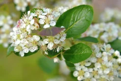 Slånaronia 'Elata' Goliath Barrotad