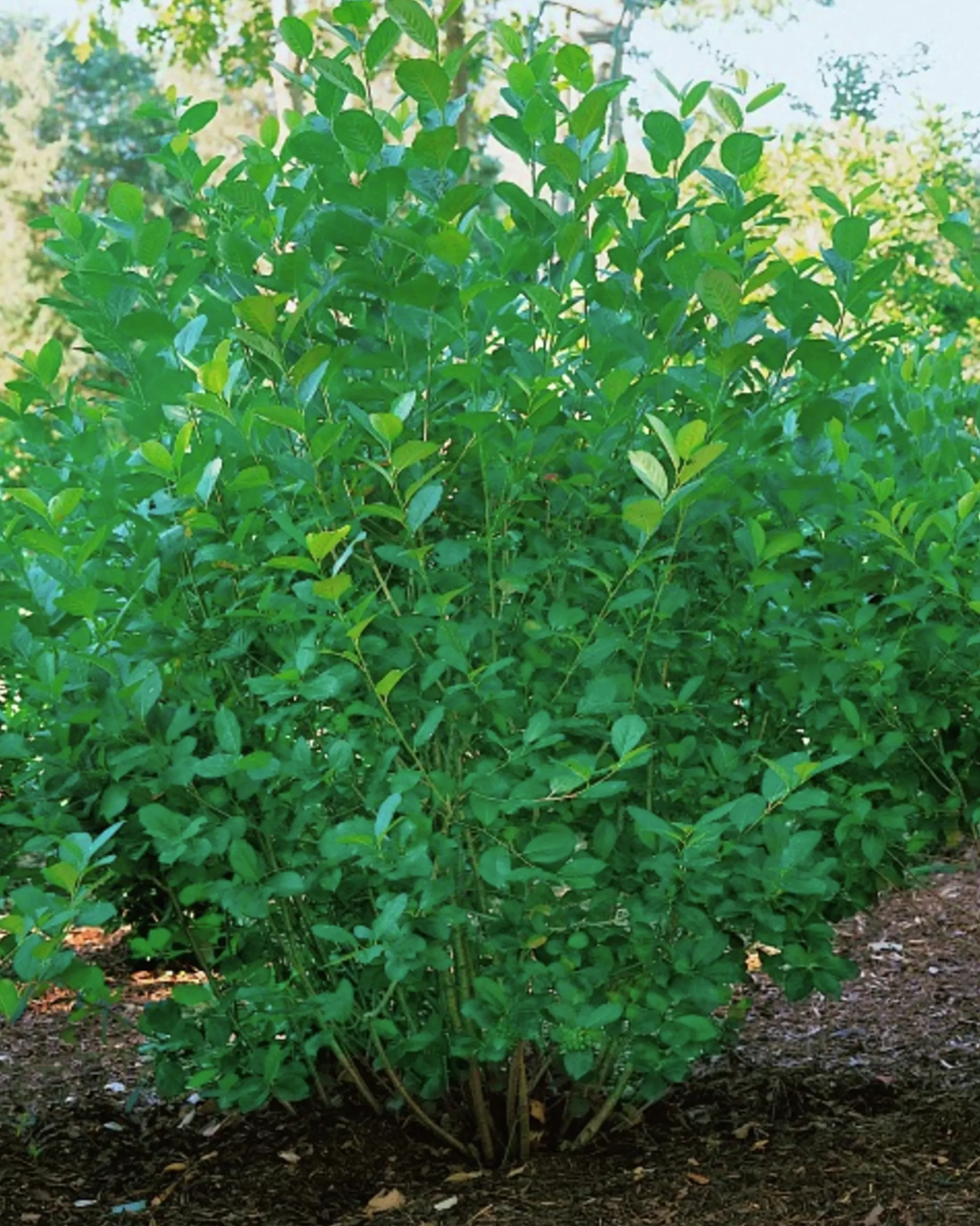 Slånaronia 'Elata' Krukodlad