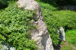 Småbladig Krypoxbär 'Eichholz' D:9-11cm Krukodlad