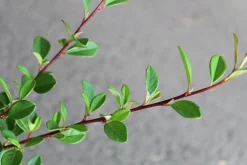 Småbladig Krypoxbär 'Eichholz' D:9-11cm Krukodlad