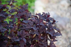 Smällspirea 'Little Angel' 'Hoogi016'