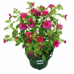Småpetunia lat. Calibrachoa 'Million Bells'