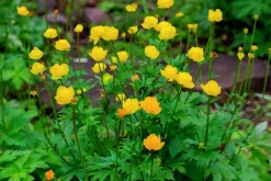 Smörboll syn. Trollius