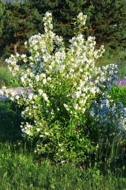 Smultronschersmin 'Mont Blanc' D:9-11cm Krukodlad