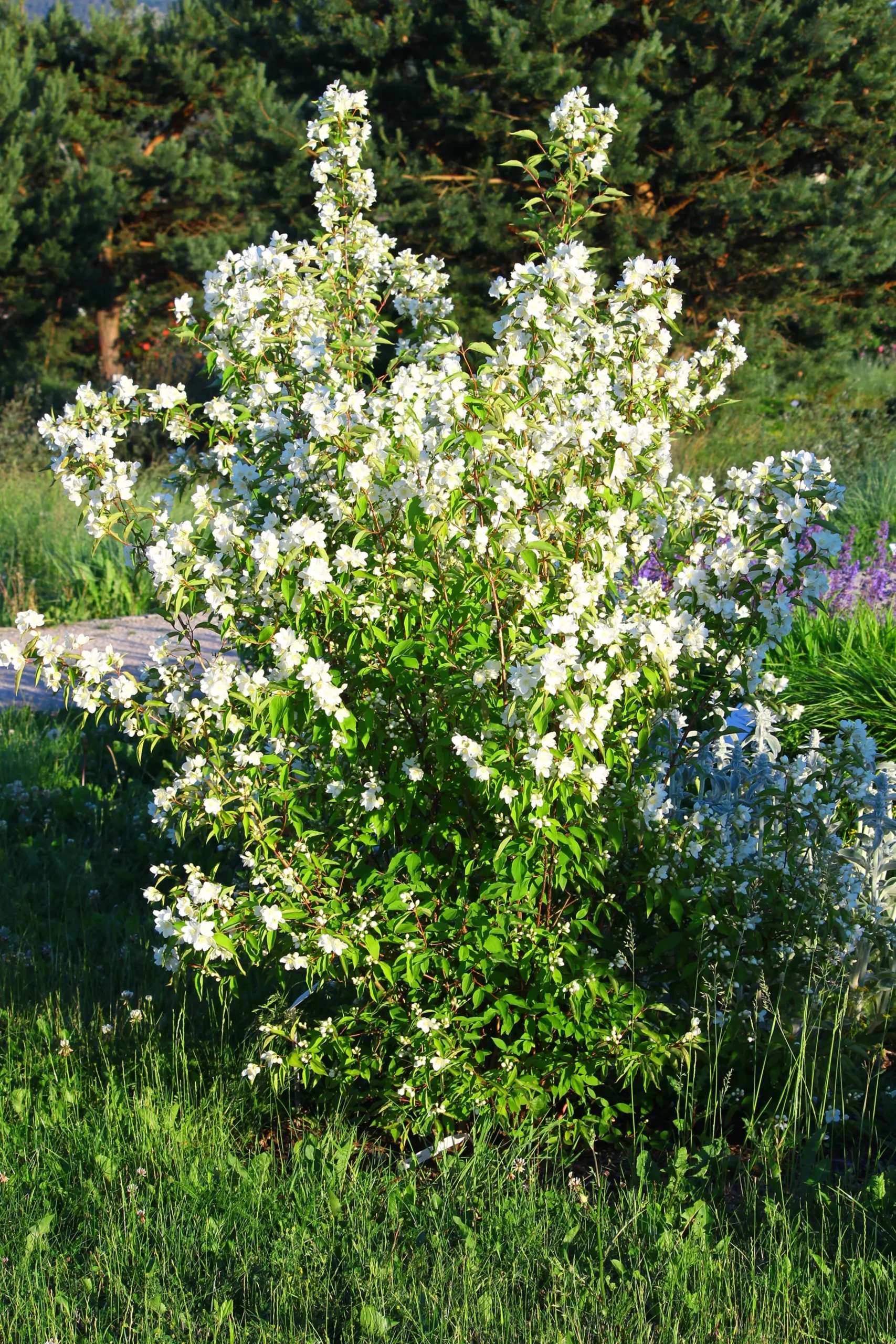 Smultronschersmin 'Mont Blanc' Barrotad