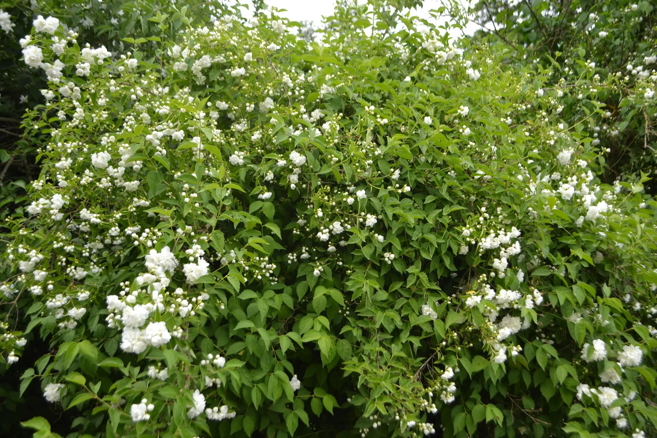 Smultronschersmin 'Mont Blanc' Barrotad