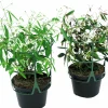 Snötörel lat. Euphorbia 'Diamond Frost'