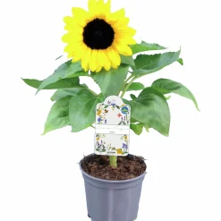 Solros lat. Helianthus annuus