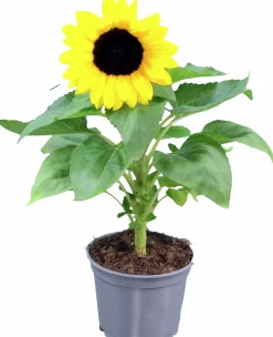 Solros lat. Helianthus annuus