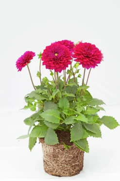 Sommardahlia lat. Dahlia x pinnata MaxiMix