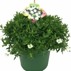 Sommarväxter i 19cm kruka