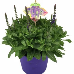 Sommarväxter i 19cm kruka