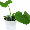 Squash lat. Cucurbita pepo 'Elite'
