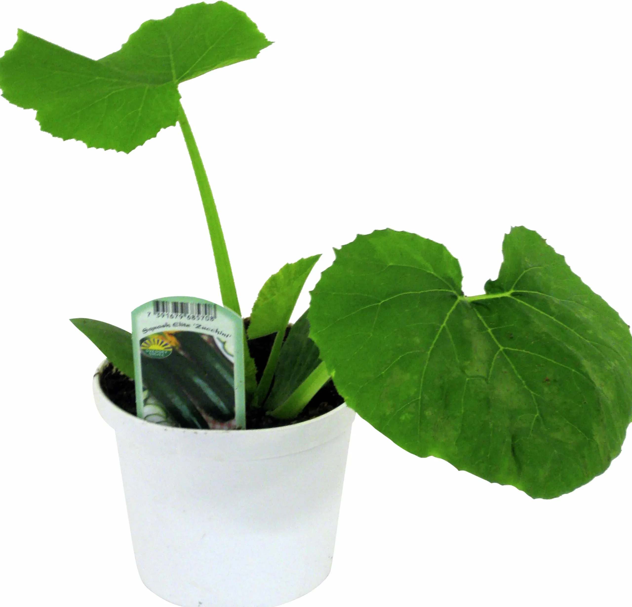 Squash lat. Cucurbita pepo 'Elite'