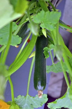 Squash lat. Cucurbita pepo 'Elite'
