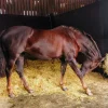 Stallmatta Rubco Pussel Svart 17mm 120x80cm