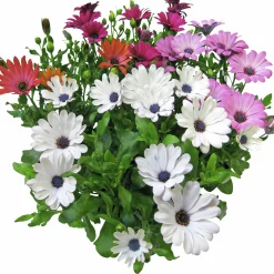 Stjärnöga lat. Osteospermum ecklonis