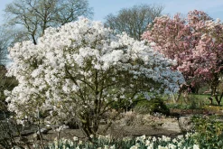 Stjärnmagnolia