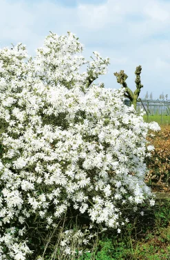 Stjärnmagnolia 'Royal Star' Krukodlad