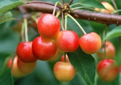 Sötkörsbär 'Heidi'