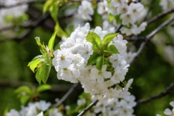 Sötkörsbär 'Heidi'