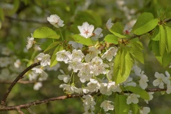 Sötkörsbär 'Merton Glory'
