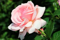 Storblommig Buskros 'Aphrodite' 'Tan00847' Barrotad