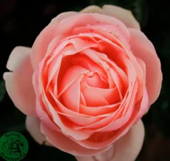Storblommig Buskros 'Aphrodite' 'Tan00847' Barrotad