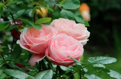 Storblommig Buskros 'Aphrodite' 'Tan00847' Barrotad