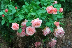 Storblommig Buskros 'Aphrodite' 'Tan00847' Barrotad