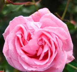Storblommig Klätterros 'Coral Dawn' Barrotad