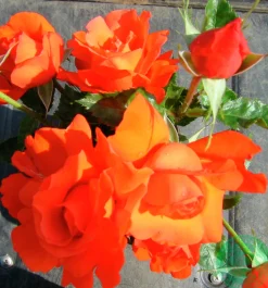 Storblommig Rabattros 'Alexander' 'Harlex' Barrotad