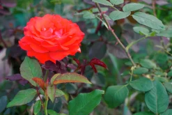 Storblommig Rabattros 'Alexander' 'Harlex' Barrotad