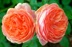 Storblommig Rabattros 'Chippendale' 'Tan97159' Barrotad