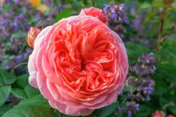 Storblommig Rabattros 'Chippendale' 'Tan97159' Barrotad