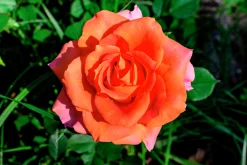Storblommig rabattros 'Dronning Ingrid' 'Poulgrena' Barrotad