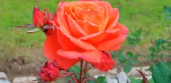 Storblommig rabattros 'Dronning Ingrid' 'Poulgrena' Barrotad
