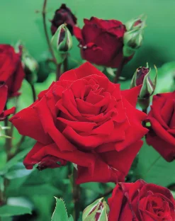 Storblommig Rabattros 'Ingrid bergman' 'Poulman' Barrotad