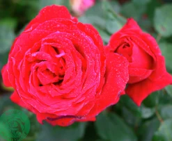 Storblommig Rabattros 'Isabella Rossellini' 'Poulht006' Barrotad