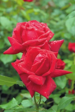 Storblommig Rabattros 'Isabella Rossellini' 'Poulht006' Barrotad